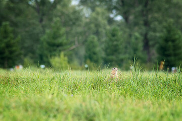 Wall Mural - little wild gopher in the Park in a clearing