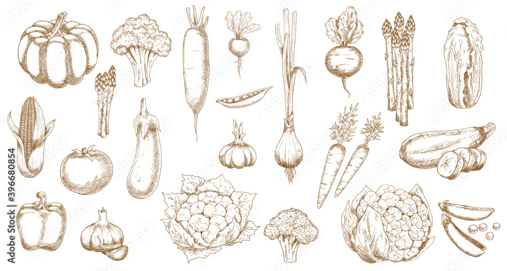 Fresh farm vegetable vector sketches of garden veggie food. Isolated tomato, carrot, broccoli and cabbage, pepper, onion, garlic, radish and cauliflower, zucchini, corn, pea and pumpkin objects - obrazy, fototapety, plakaty 