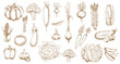 Fresh farm vegetable vector sketches of garden veggie food. Isolated tomato, carrot, broccoli and cabbage, pepper, onion, garlic, radish and cauliflower, zucchini, corn, pea and pumpkin objects
