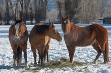 Quarter Horses Eating Hay In A Field Of Snow In The Winter Equine Feed And Nutrition Munching On Forage In The Snow To Keep Warm