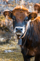 Limousine cow looking at camera with cowbell