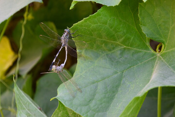 Wall Mural - Black Dragonfly on green plant leaf. insect animal close up background wallpaper