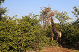 Fototapeta Sawanna - Giraffe / Giraffe / Giraffa Camelopardalis