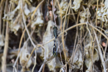 Wall Mural - Black Dragonfly on green plant leaf. insect animal close up background wallpaper