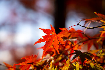 Wall Mural - 京都の紅葉　2020年11月