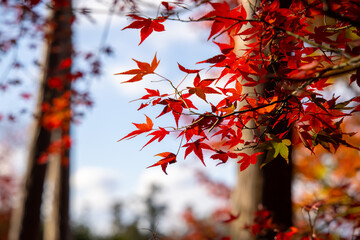 Wall Mural - 京都の紅葉　2020年11月