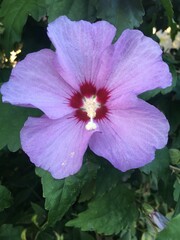 pink and white flower