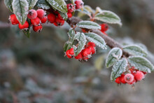 Close-up Of Frost On Cotoneaster Bush With Red Ripe Berries In The Garden On Winter
