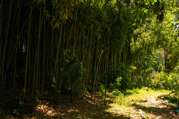  Bamboo thickets in a city park