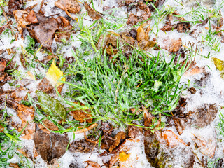 Wall Mural - top view of frozen green grass on ice-covered lawn with fallen leaves after freezing rain on cold au