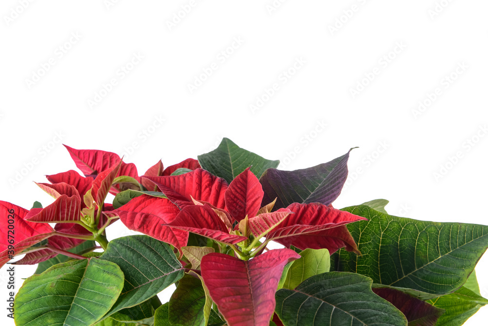 Christmas plant poinsettia on white background