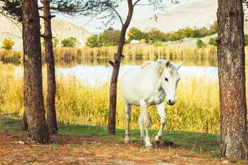 Wall Mural - front view of beautiful white horse walking near the lake in caucasian landscape. Vardzia . Georgia.