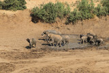Fototapeta Sawanna - Afrikanischer Elefant im Mphongolo River/ African elephant in Mphongolo River / Loxodonta africana.