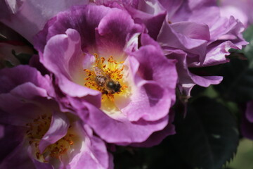 Close up view of bee feeding an purple flower