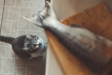 A hungry cat obediently waits for food and looks at the fish's tail on the cutting Board. Look from the bottom up.