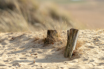 Two wooden pegs in dune sand