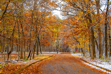 Wall Mural - Ned Brown Preserve (Busse Woods) view with snow and autumn colors in Arlington Heights Town of Illinois