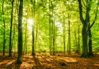 Wall Mural - Bright Sunny Forest with Old Beech Trees