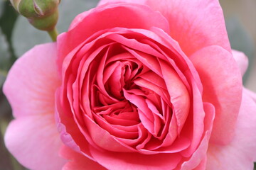 Close up view of pink rose in a garden with blurred background