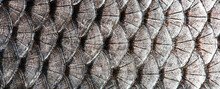 Fish Scaly Skin Texture Big Carp Scales Macro Pattern Background.