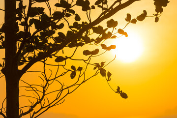 Wall Mural - tree branches through sunset sun, summer sunset sea landscape