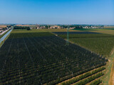 Fototapeta Na sufit - Aerial view of a field with peach trees. Farm for growing fruits. Processing and service. Productivity and harvest. Water channel, irrigation system. high voltage power line Bologna, Italy