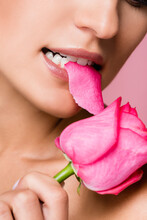 Cropped View Of Woman Biting Rose Flower Isolated On Pink