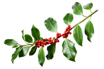 Wall Mural - christmas holly with red berries.