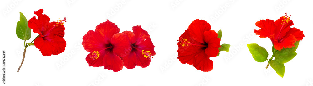 Set of tropical hibiscus flowers on white. - obrazy, fototapety, plakaty 
