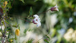 Clematis texensis 'Princess Kate' - Texas-Waldrebe 'Princess Kate' oder Tulpen-Clematis. Kletterpflanze mit weiß blühend, rot-lila farbener Haube und roten Staubgefäßen
