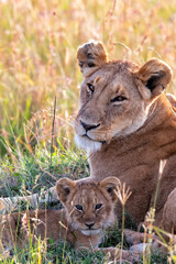 Wall Mural - Lioness, with small cubs, resting in the Masai Mara National Park in Kenya