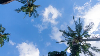 Blue sky and palm trees in Bali, Indonesia