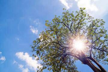 Wall Mural - landscape sun shines through the canopy of a beautiful tree