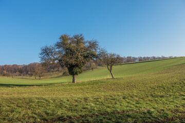 Wall Mural - Baum mit Misteln im Spätherbst