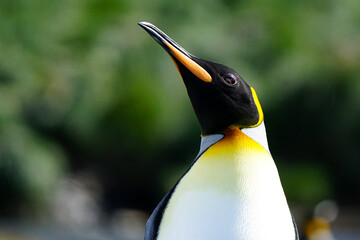 close up of a solo king penguin with a green background in south georgia near antarctica