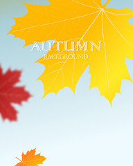 Wall Mural - autumn falling leaves background vector template.