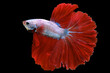 © Digital Art Studio - Close up of red white Betta fish. Beautiful Siamese fighting fish, Betta splendens isolated on black background.