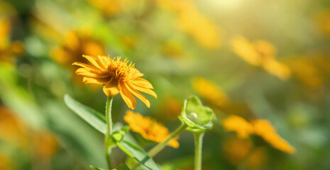 Wall Mural - yellow flower blooming with sunshine in nature background
