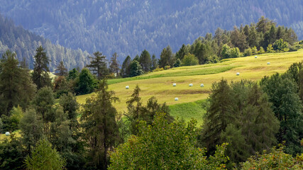 Wall Mural - Round hay bales wrapped in a white plastic cover are lying in a beautiful green meadow near Stelvio, South Tyrol, Italy