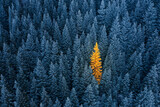 Teamwork vs individual. Concept for being special and extra outstanding. Background for Christmas and New Year card.