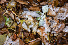 Yellow Dry Leaves Lie On The Ground, Covered With A Thin Layer Of White Tender Snow In December.