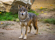 European Wolf Standing And Looking.