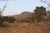 Fototapeta  - Großer Kudu / Greater Kudu / Tragelaphus strepsiceros.