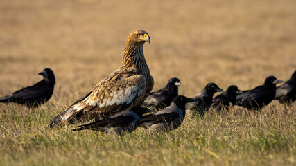 Wall Mural - eastern imperial eagle, aquila heliaca, with crow flock looking on field. feathered predator with ot