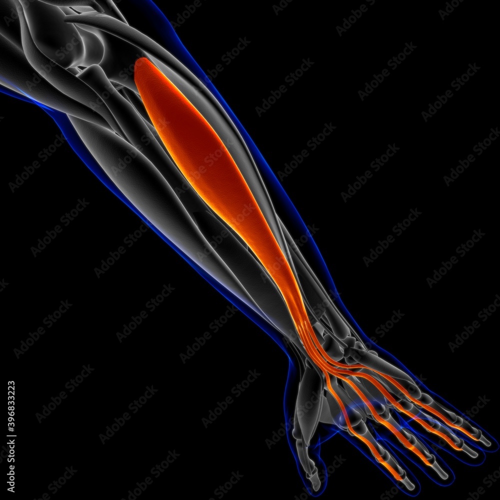 Flexor Digitorum Profundus Muscle Anatomy For Medical Concept 3D Illustration