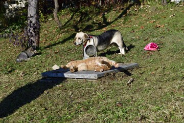 Wall Mural - A domestic dog and two cats bask in the autumn warm sun on the grass