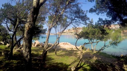 Wall Mural - Pine trees by the sea in Porto Cervo shoreline. Sardinia, Italy