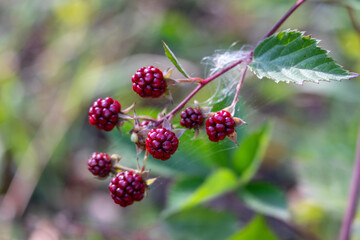 Wall Mural - closeup of red blackberry berries  on a branch