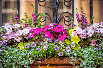 Closeup of window purple pink green color pink flowers basket box planter decorations on summer day in Charleston, South Carolina