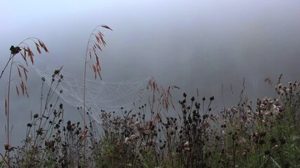 Spider web with dew drops in branches of dry grass